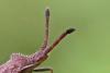 Coriomeris denticulatus
